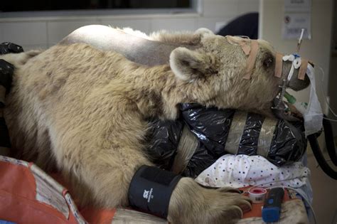 Bear In Israel Undergoes Surgery To Repair Disc Daily Mail Online