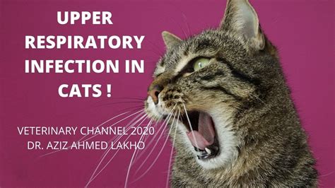 What Is An Upper Respiratory Infection In Cats Feline Respiratory