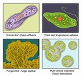 Introduction to Protists | CK-12 Foundation