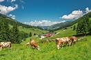 Sommer in der Wildschönau | Urlaub in den Tiroler Alpen | Österreich