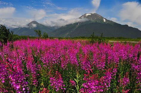 Alaska Flowers Fireweed Fire Mountain 07090001 Flickr Photo Sharing