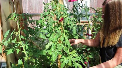 Pruning Vining Indeterminate Tomatoes Cut One Leaf One Youtube