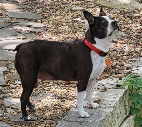 4 Best Boston Terrier Rescues In Houston 2023 We Love Doodles
