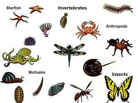 Invertebrates Facts Characteristics Anatomy And Pictures