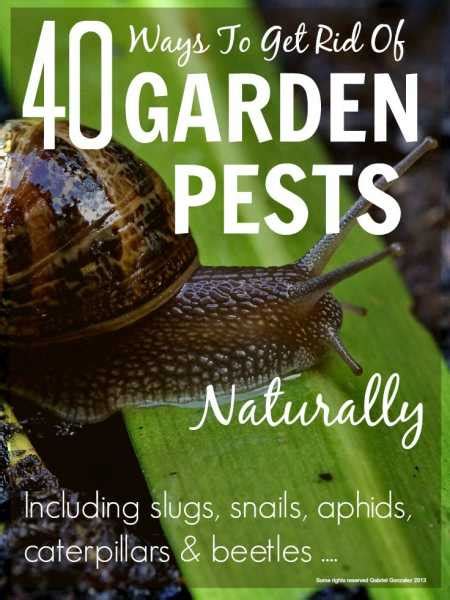 40 Ways To Get Rid Of Garden Pests Naturally Home And Garden