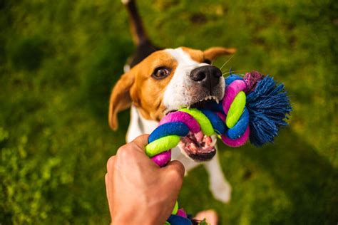 Fun Games To Play With Your Dog That Can Also Help With Training