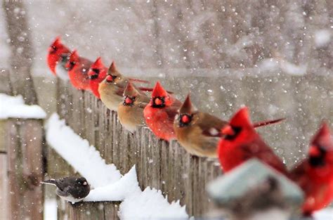 51 Best Winter Bird Photos Birds And Blooms