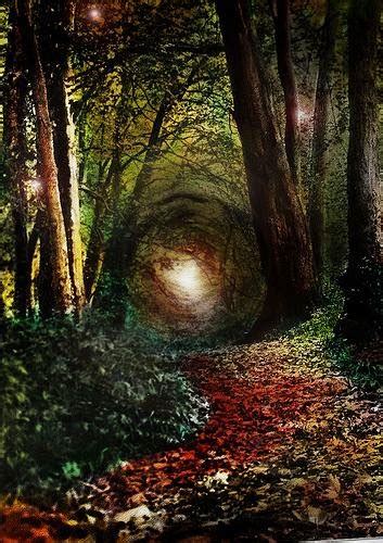 Enchanted Forest Ireland Incredible Pics