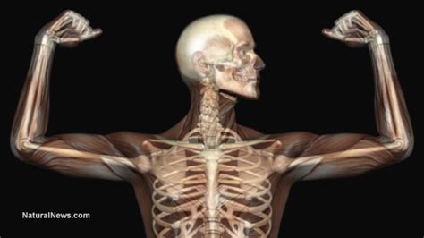 Almost every skeletal muscle works by pulling two or more bones . Israeli company successfully transplanted lab-grown bones ...