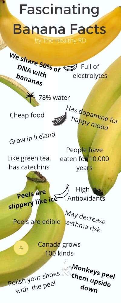 Banana Facts Infographic The Healthy Rd