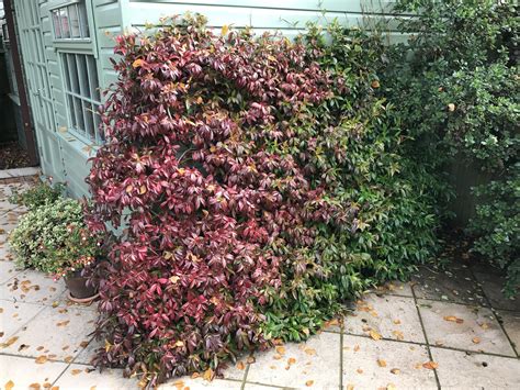Has This Trachelospermum Met Its Maker — Bbc Gardeners World Magazine