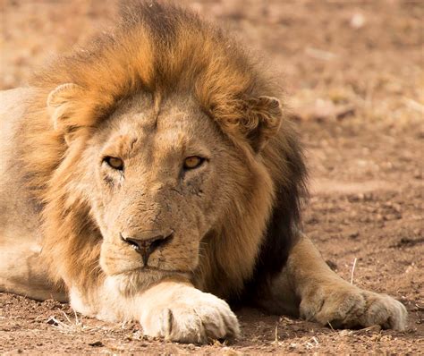 Male Lion Kruger National Park South Africa Kruger National Park