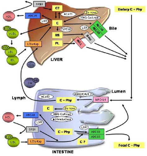 Schematic Overview Of The Major Routes Of Cholesterol In The Human Body