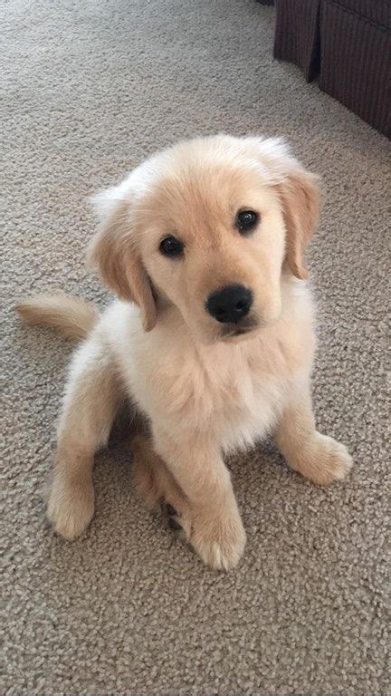 These Golden Retriever Puppies Are So Cute They Almost Don?t Look Real - The Goldens Club