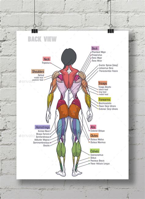 Women Muscle Anatomy Сhart Vectors Graphicriver