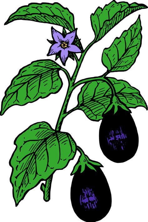 Garden Clipart Eggplant Garden Eggplant Transparent Free For Download