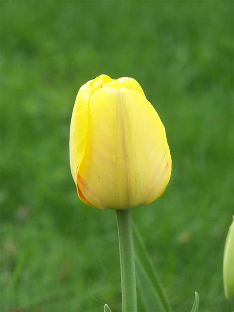Photo Yellow Tulip Andy
