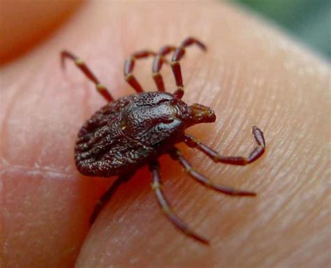 Tick Bites Symptoms Treatment And Prevention Sydneys Best Pest Control