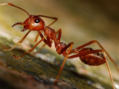 Ant Control And Solutions South Africa