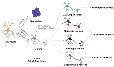 Brain Sciences Free Full Text Astrocyte Derived Neuronal