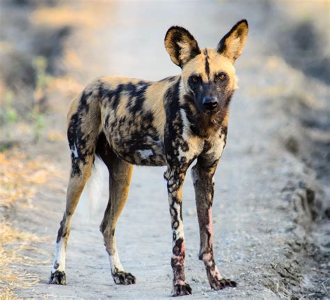Discover more about these species including their habitats rhinos are large, stocky animals commonly known for their short legs and two horns on their muzzle with the longer horn sitting at the front of the nose. An Exhaustive List of African Animals With Some Stunning ...