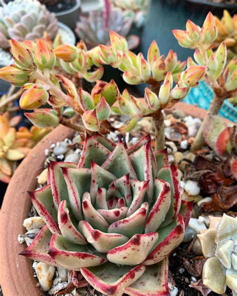 Another Echeveria Agavoides Hybrid Succulents
