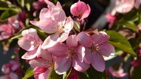 20 Types Of Crabapple Trees You Can Grow In Your Yard