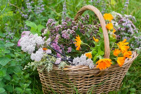10 Edible Medicinal Flowers To Grow Mother Earth News