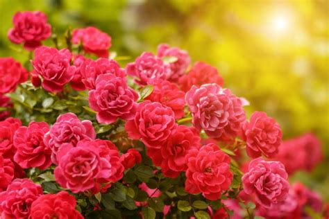Red Rose Garden Stock Photos Pictures And Royalty Free Images Istock