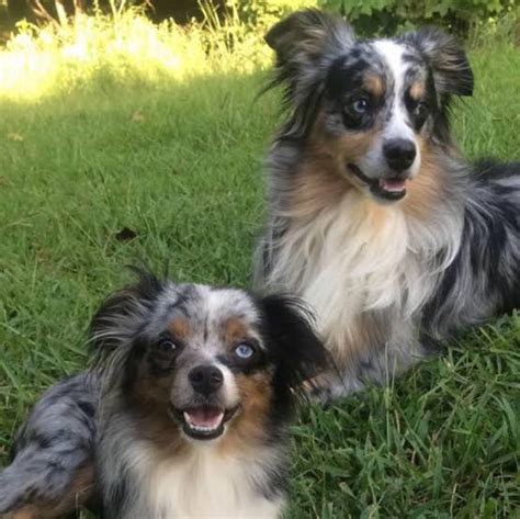 Toy Australian Shepherd Vs Miniature Australian Shepherd Breed Comparison