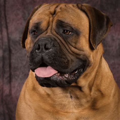Mastiff Colors And Patterns From Common To Extremely Rare