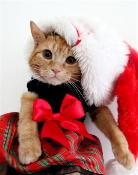 Christmas Cat With Images Christmas Cats Pet