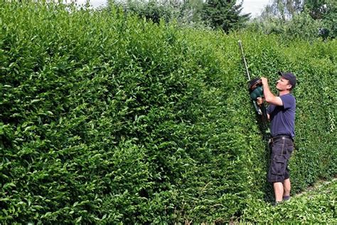 Calcolare Il Costo Del Giardiniere Informazioni E Consigli