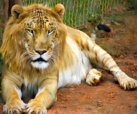 Amazing Ligers And Tigons Gato Savannah Le Savannah Rare Animals