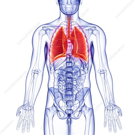 Male Anatomy Artwork Stock Image F0080535 Science Photo Library
