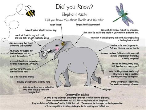Elephant facts | Elephant facts, Shark facts, Rhino facts