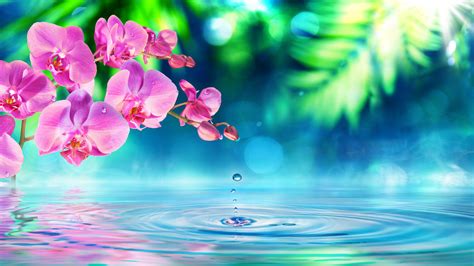 Pink Orchid Flowers Green Petals Drops Water Waves Desktop