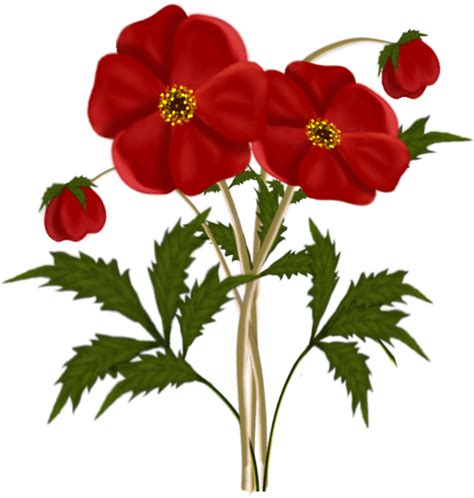 Frames And Png Red Flowers Clipart Best Clipart Best