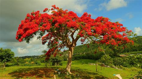 Flamboyan De Puerto Rico Photograph By Otoniel Vales