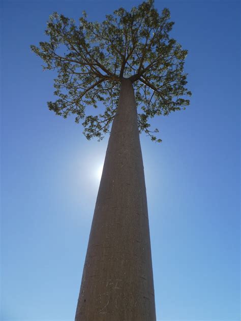 Avenue Of Baobab Trees Adansonia Grandidieri 10 Photo