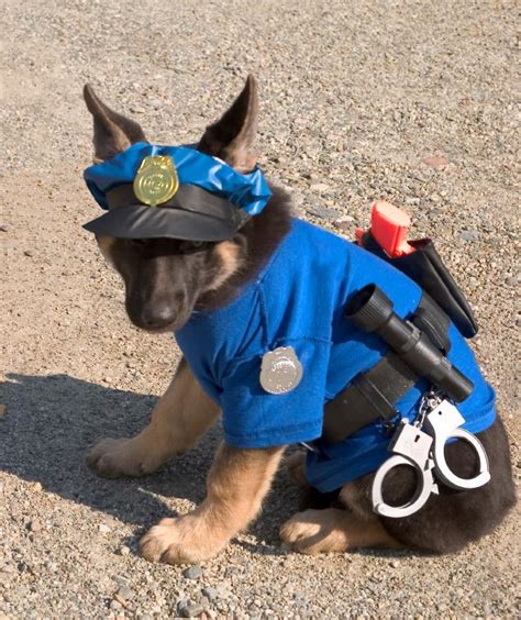 Check out our police dog puppy selection for the very best in unique or custom, handmade pieces from our shops. Puppies should police the world - The Pub - Shroomery ...