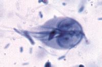 Giardia Lamblia Under Microscope Micropedia
