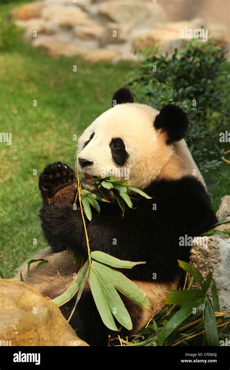 Giant Panda Panda Macau Pandas Pavillion Macau Stock Photo Alamy