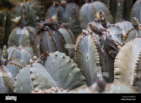 Las Plantas O Cactus Astrophytum Asterias Es Una Especie De Cactus En