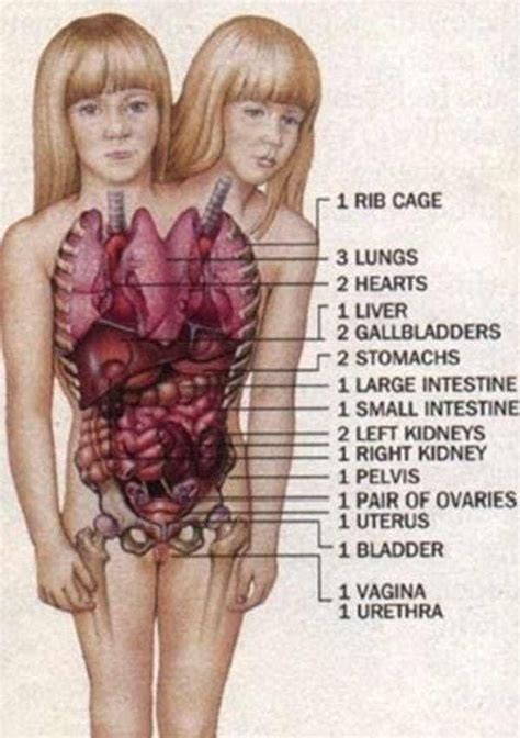A Diagram Of The Human Body With Organs Labeled In Each Section