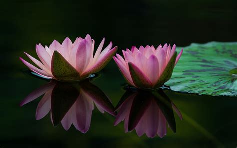 Two Water Lily Flowers Pink Petals Leaf Water Reflection Wallpaper