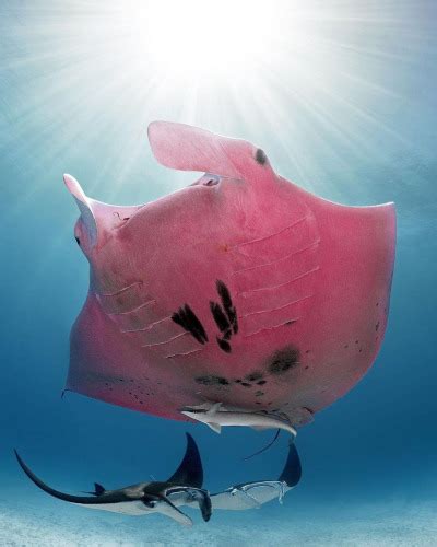 Rare Pink Manta Ray Spotted Near Australias Lady Tumbex