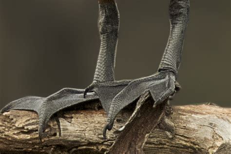 Foot Structures Of Birds Ogaclicks