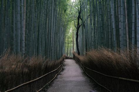 Bamboo Forest Arashiyama Kyoto Rjapanpics