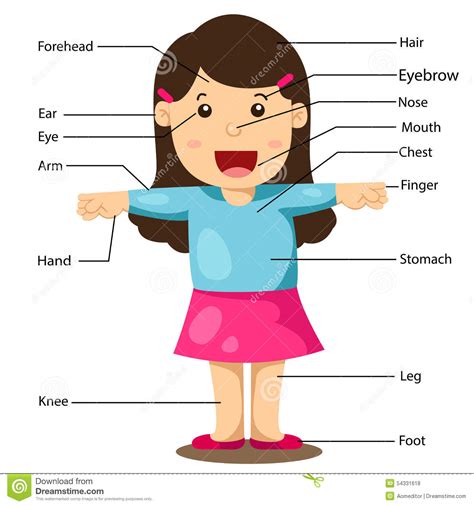 Illustration Of Girl With Labeled Body Parts Stock Vector